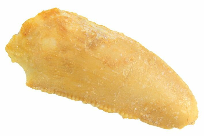 Bargain Raptor Tooth - Real Dinosaur Tooth #297748